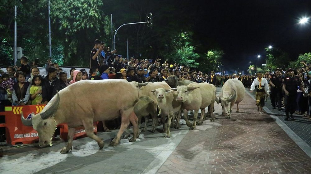<p>Puncak Acara Malam 1 Suro di Keraton Kasunanan Surakarta adalah dengan Kirab Kerbau Bule yang dilakukan menjelang pukul 00.00 WIB. Sebanyak Sembilan ekor kerbau bule keturunan Kyai Slamet dikirab sepanjang 7 kilometer dengan diiringi kirab sejumlah pusaka yang dibawa oleh para abdi dalem. / Surakarta.go.id</p>
