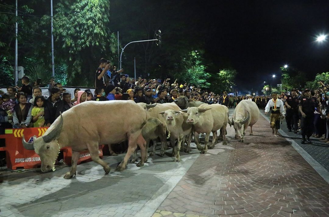 <p>Puncak Acara Malam 1 Suro di Keraton Kasunanan Surakarta adalah dengan Kirab Kerbau Bule yang dilakukan menjelang pukul 00.00 WIB. Sebanyak Sembilan ekor kerbau bule keturunan Kyai Slamet dikirab sepanjang 7 kilometer dengan diiringi kirab sejumlah pusaka yang dibawa oleh para abdi dalem. / Surakarta.go.id</p>
