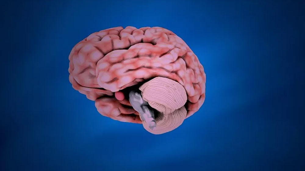 Penelitian: Otak Manusia Semakin Membesar dari Waktu ke Waktu