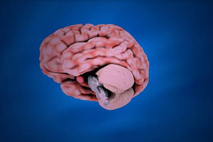 Penelitian: Otak Manusia Semakin Membesar dari Waktu ke Waktu