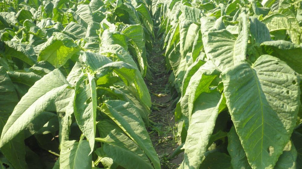 <p>Tanaman Tembakau/ Sumber: ahlitani.com</p>
