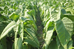 <p>Tanaman Tembakau/ Sumber: ahlitani.com</p>
