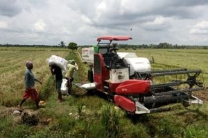 <p>Petani tengah memanen padi. / Dok. Kementan</p>
