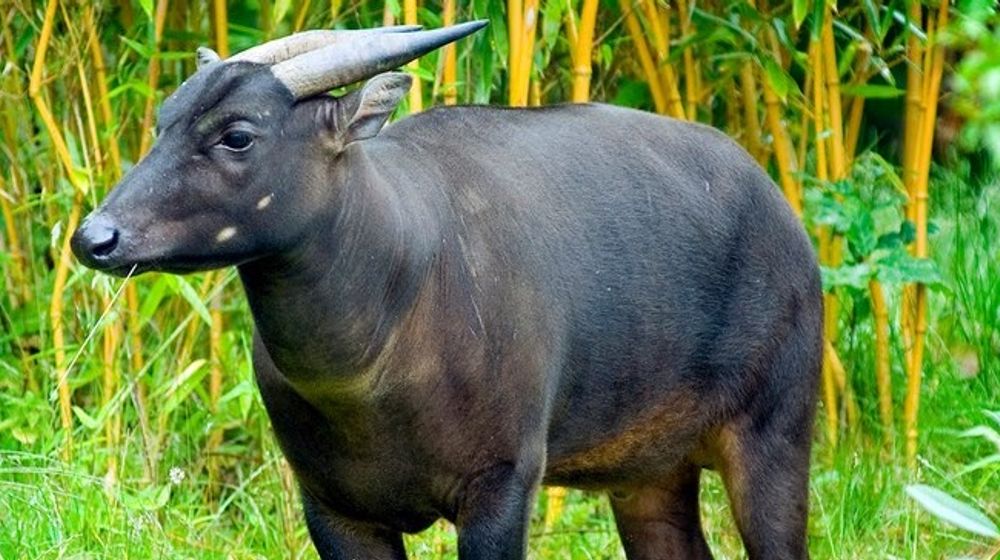 <p>Anoa/greatnesia</p>
