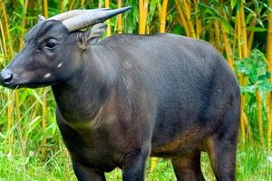 <p>Anoa/greatnesia</p>