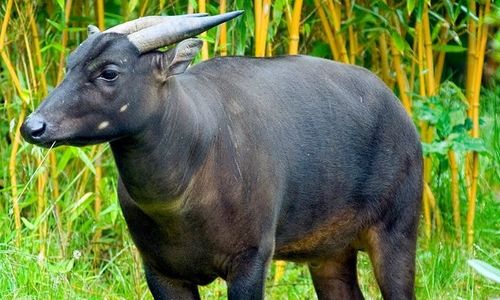 <p>Anoa/greatnesia</p>

