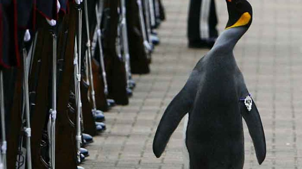 13 Binatang Ini Memiliki Pangkat Tinggi di Dunia Militer