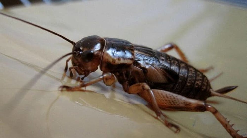 <p>Jangkrik/Tokopedia</p>
