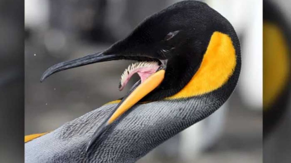 Gara-Gara Inflasi! Penguin di Kebun Binatang Jepang Puasa Makan Enak