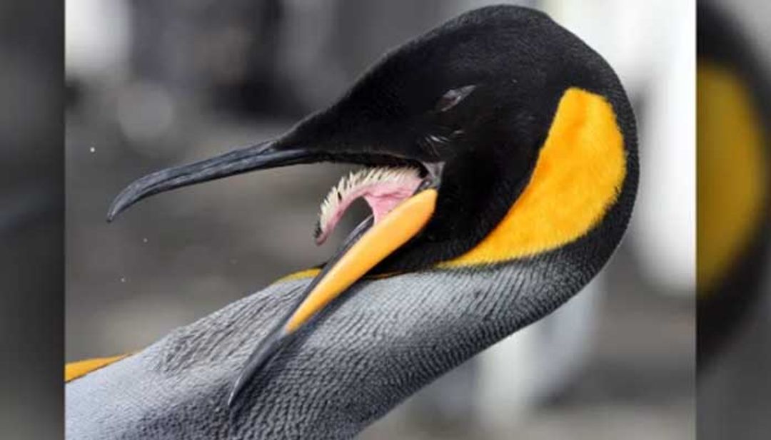 Gara-Gara Inflasi! Penguin di Kebun Binatang Jepang Puasa Makan Enak