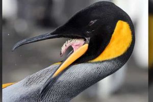 Gara-Gara Inflasi! Penguin di Kebun Binatang Jepang Puasa Makan Enak