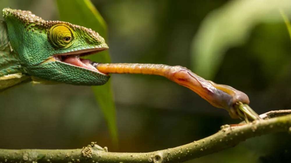 20 Hewan dengan Lidah Mengagumkan dan Ilmu di Baliknya