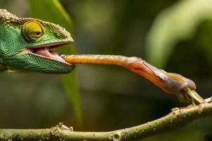 20 Hewan dengan Lidah Mengagumkan dan Ilmu di Baliknya