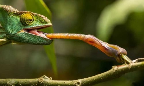 20 Hewan dengan Lidah Mengagumkan dan Ilmu di Baliknya