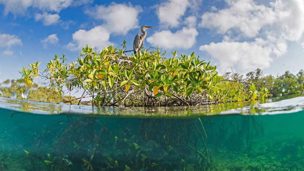 Ilustrasi tanaman mangrove/Foto: Octavio Aburto/pewtrusts.org