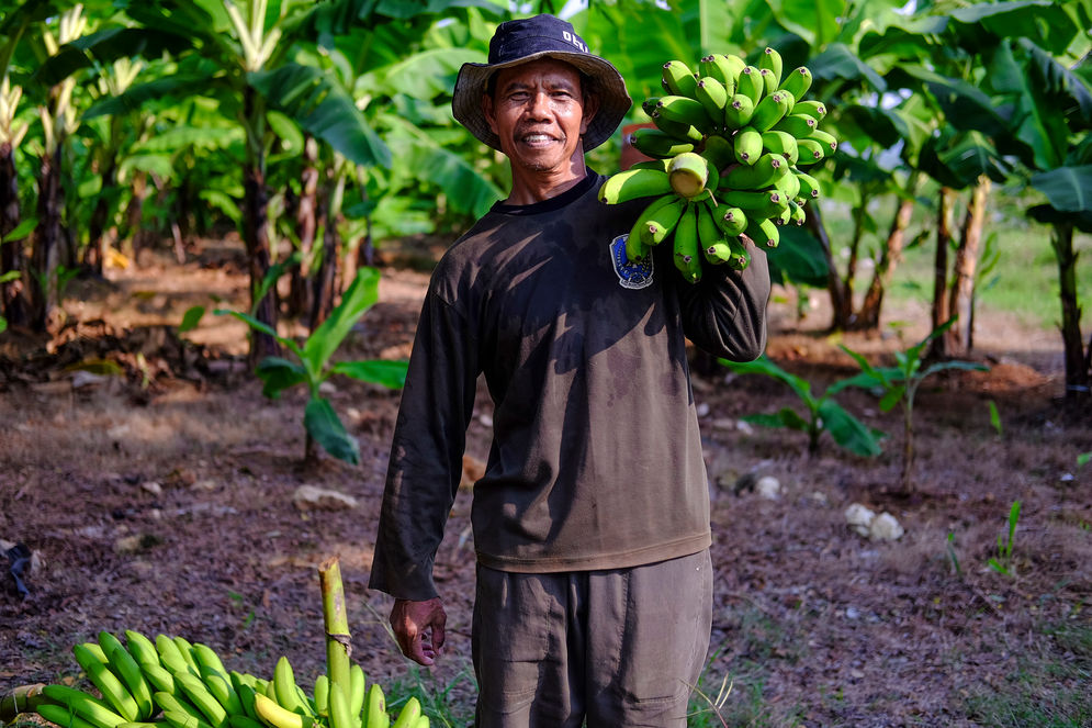 Wihadi, salah satu petani Green Belt binaan SIG memanggul hasil panen pisangnya. 