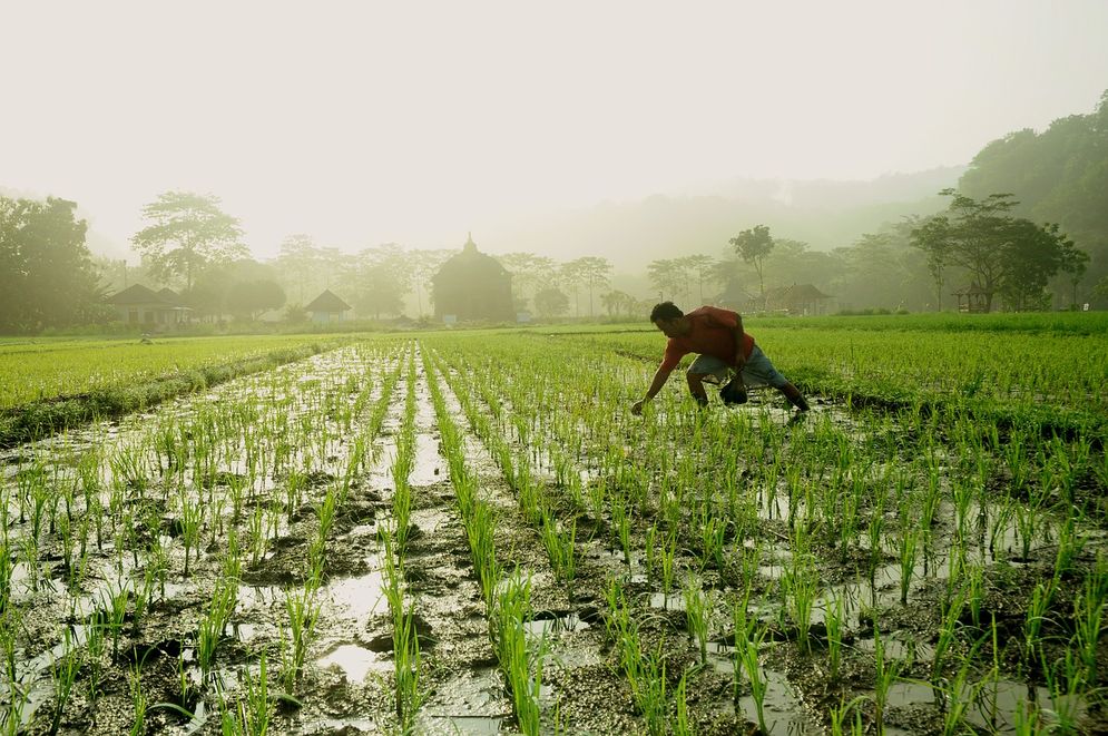 Ilustrasi petani/Foto: ist