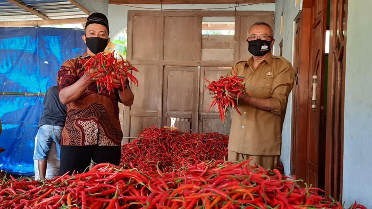 Bupati Bantul Suharsono menghadiri wiwitan pasar lelang cabai yang digelar Kelomtan Pasir Makmur.