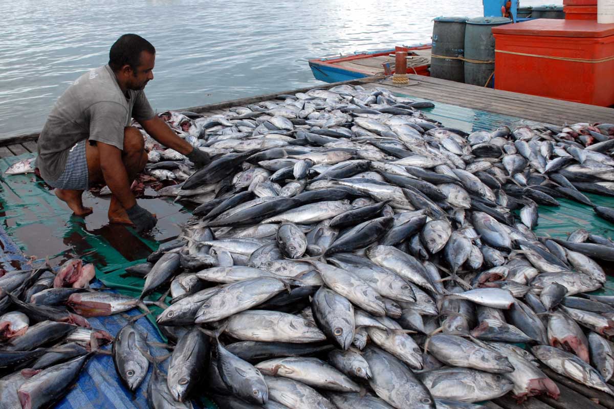 Ikan hasil tangkapan nelayan