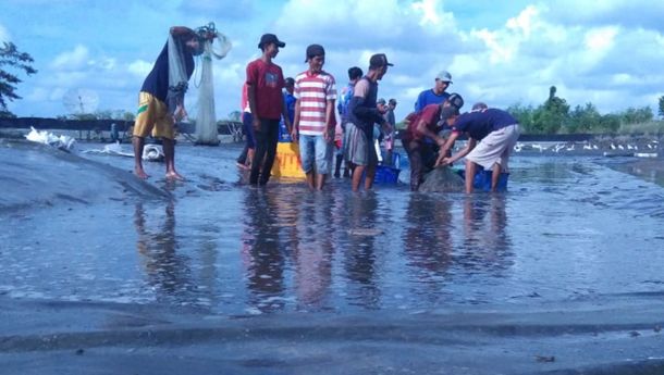 Listrik PLN Pangkas Operasional Tambak Udang di Bumi Dipasena