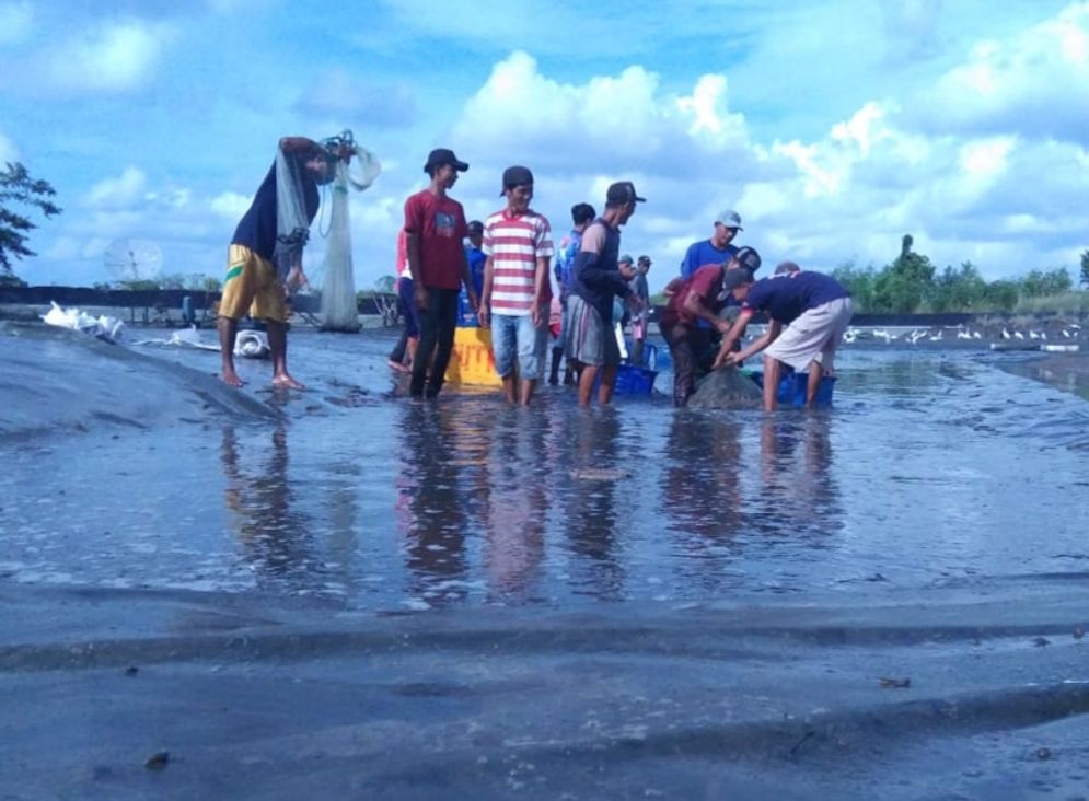 Aktivitas petambak udang di Bumi Dipasena, Rawajitu Timur, Tulangbawang.