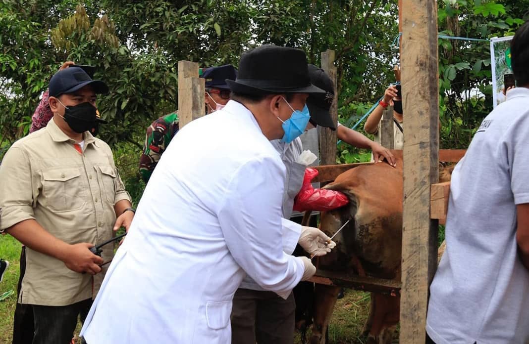 Proses IB oleh Dinas Peternakan Kaltim