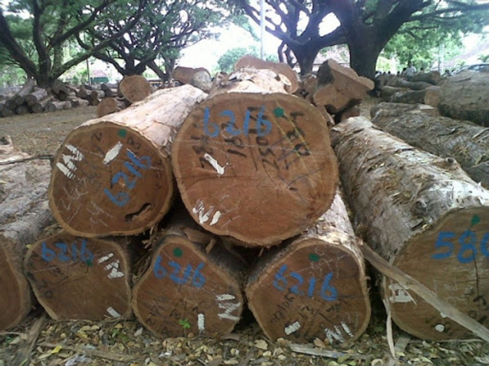 Kayu bulat hasil hutan di Jawa Timur