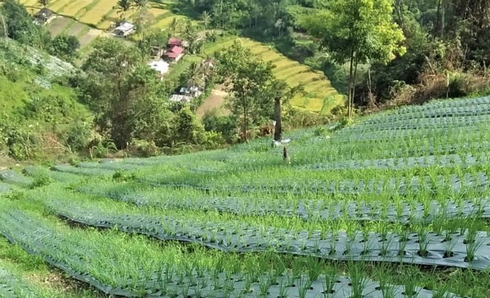 Ilustrasi hamparan perkebunan bawang merah di Kabupaten Solok/Foto: ist