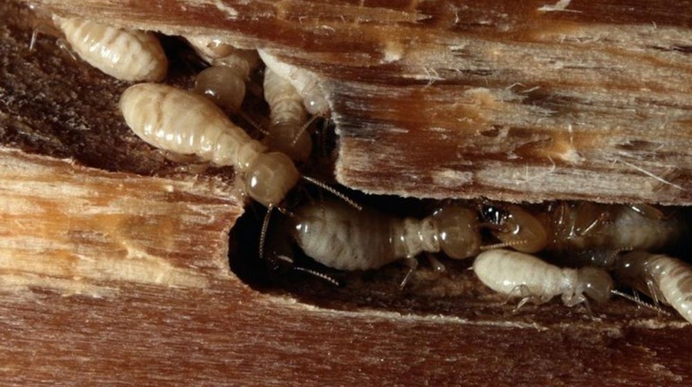 <p>Sumber: suntikrayap.com</p>
