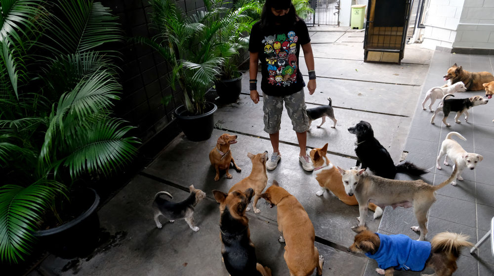 <p>Penjaga hewan peliharaan bersama anjing bermain di Animal Clinic Jakarta, Senin, 28 September 2020. Puluhan anjing yang dipelihara di klinik ini merupakan anjing hasil rescue dari jalanan, yang kemudian dirawat dan dilakukan sterilisasi dan pemberian vaksin rabies. Rabies, suatu penyakit zoonosis, yakni ditularkan oleh hewan ke manusia, masih menjadi masalah di Indonesia. Berdasarkan Masterplan Nasional Pemberantasan Rabies di Indonesia terbitan 2019, 26 dari 34 provinsi di Indonesia masih menjadi wilayah endemis rabies. Karena itu, rabies menjadi salah satu penyakit prioritas nasional untuk ditangani. Anjing peliharaan merupakan sumber virus paling umum. Lebih dari 99 persen kematian manusia disebabkan oleh rabies yang ditularkan oleh anjing yang terinfeksi atau dikenal sebagai anjing gila. Saat ini, telah ada vaksin hewan dan manusia yang aman dan berkhasiat untuk mencegah kematian manusia akibat rabies. Tinggal kesadaran pemerintah dan masyarakat luas untuk menyediakan dan memaksimalkan sarana itu bagi keselamatan manusia secara menyeluruh. Foto: Ismail Pohan/TrenAsia</p>
