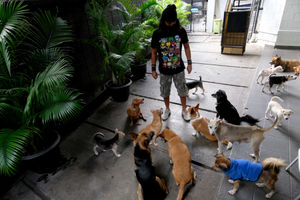 <p>Penjaga hewan peliharaan bersama anjing bermain di Animal Clinic Jakarta, Senin, 28 September 2020. Puluhan anjing yang dipelihara di klinik ini merupakan anjing hasil rescue dari jalanan, yang kemudian dirawat dan dilakukan sterilisasi dan pemberian vaksin rabies. Rabies, suatu penyakit zoonosis, yakni ditularkan oleh hewan ke manusia, masih menjadi masalah di Indonesia. Berdasarkan Masterplan Nasional Pemberantasan Rabies di Indonesia terbitan 2019, 26 dari 34 provinsi di Indonesia masih menjadi wilayah endemis rabies. Karena itu, rabies menjadi salah satu penyakit prioritas nasional untuk ditangani. Anjing peliharaan merupakan sumber virus paling umum. Lebih dari 99 persen kematian manusia disebabkan oleh rabies yang ditularkan oleh anjing yang terinfeksi atau dikenal sebagai anjing gila. Saat ini, telah ada vaksin hewan dan manusia yang aman dan berkhasiat untuk mencegah kematian manusia akibat rabies. Tinggal kesadaran pemerintah dan masyarakat luas untuk menyediakan dan memaksimalkan sarana itu bagi keselamatan manusia secara menyeluruh. Foto: Ismail Pohan/TrenAsia</p>