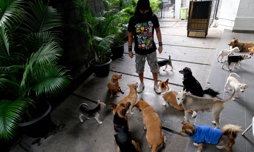 <p>Penjaga hewan peliharaan bersama anjing bermain di Animal Clinic Jakarta, Senin, 28 September 2020. Puluhan anjing yang dipelihara di klinik ini merupakan anjing hasil rescue dari jalanan, yang kemudian dirawat dan dilakukan sterilisasi dan pemberian vaksin rabies. Rabies, suatu penyakit zoonosis, yakni ditularkan oleh hewan ke manusia, masih menjadi masalah di Indonesia. Berdasarkan Masterplan Nasional Pemberantasan Rabies di Indonesia terbitan 2019, 26 dari 34 provinsi di Indonesia masih menjadi wilayah endemis rabies. Karena itu, rabies menjadi salah satu penyakit prioritas nasional untuk ditangani. Anjing peliharaan merupakan sumber virus paling umum. Lebih dari 99 persen kematian manusia disebabkan oleh rabies yang ditularkan oleh anjing yang terinfeksi atau dikenal sebagai anjing gila. Saat ini, telah ada vaksin hewan dan manusia yang aman dan berkhasiat untuk mencegah kematian manusia akibat rabies. Tinggal kesadaran pemerintah dan masyarakat luas untuk menyediakan dan memaksimalkan sarana itu bagi keselamatan manusia secara menyeluruh. Foto: Ismail Pohan/TrenAsia</p>
