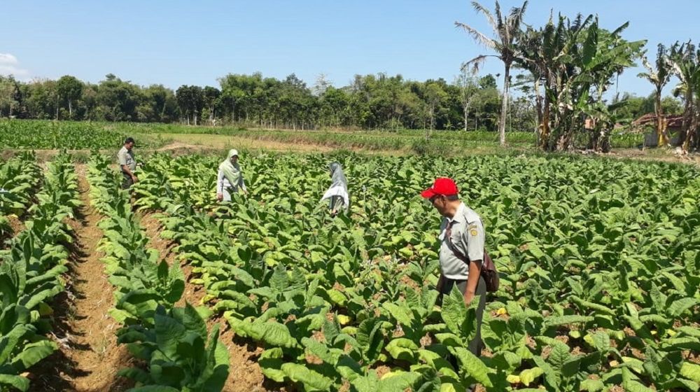 <p>Ilustrasi perkebunan tembakau / Foto: Balittas.litbang.pertanian.go.id</p>