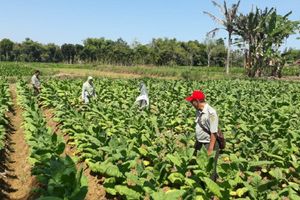 <p>Ilustrasi perkebunan tembakau / Foto: Balittas.litbang.pertanian.go.id</p>