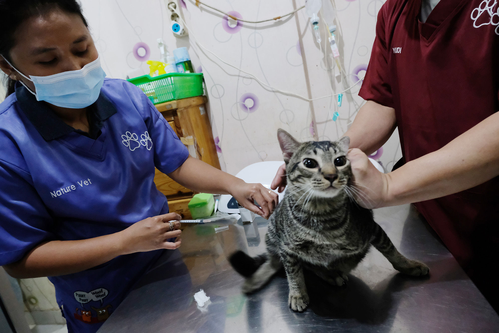 <p>Petugas memberikan vaksin untuk persiapan operasi sterilisasi kucing di Klinik Hewan, kawasan Tebet, Jakarta Selatan, Senin, 21 September 2020. Dalam rangka menyambut Hari Rabies Sedunia (World Rabies Day) pada 28 September dan untuk menekan pertambahan populasi kucing liar, Suku Dinas Ketahanan Pangan, Kelautan, dan Pertanian (KPKP) Jakarta Selatan bekerjasama dengan sejumlah klinik hewan menggelar sterilisasi kucing dan vaksinasi rabies gratis. Foto: Ismail Pohan/TrenAsia</p>
