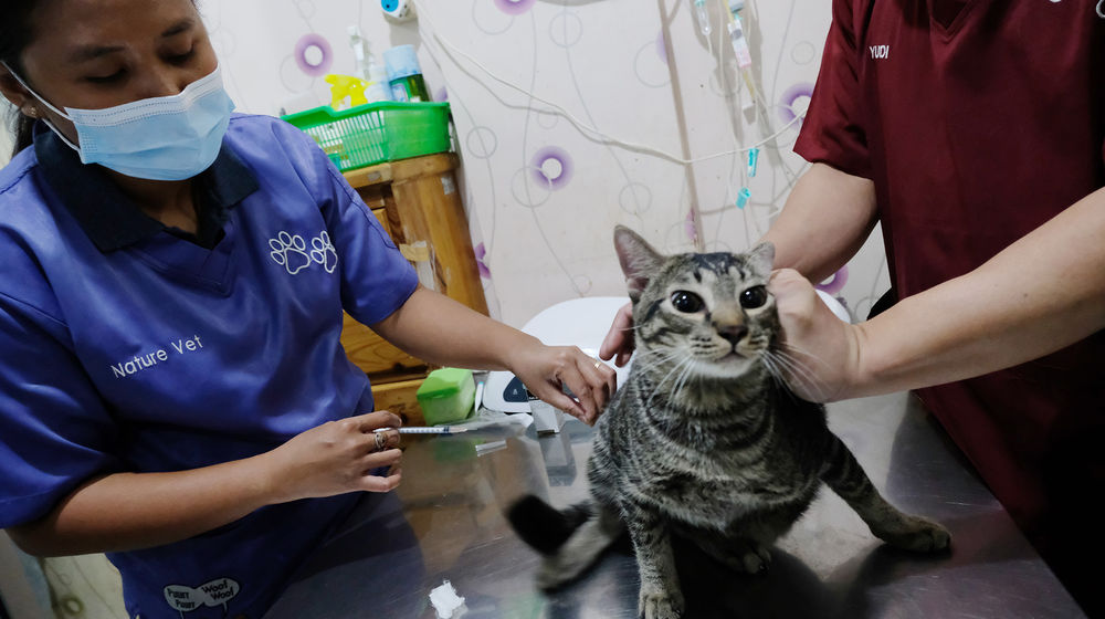 <p>Petugas memberikan vaksin untuk persiapan operasi sterilisasi kucing di Klinik Hewan, kawasan Tebet, Jakarta Selatan, Senin, 21 September 2020. Dalam rangka menyambut Hari Rabies Sedunia (World Rabies Day) pada 28 September dan untuk menekan pertambahan populasi kucing liar, Suku Dinas Ketahanan Pangan, Kelautan, dan Pertanian (KPKP) Jakarta Selatan bekerjasama dengan sejumlah klinik hewan menggelar sterilisasi kucing dan vaksinasi rabies gratis. Foto: Ismail Pohan/TrenAsia</p>