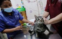 <p>Petugas memberikan vaksin untuk persiapan operasi sterilisasi kucing di Klinik Hewan, kawasan Tebet, Jakarta Selatan, Senin, 21 September 2020. Dalam rangka menyambut Hari Rabies Sedunia (World Rabies Day) pada 28 September dan untuk menekan pertambahan populasi kucing liar, Suku Dinas Ketahanan Pangan, Kelautan, dan Pertanian (KPKP) Jakarta Selatan bekerjasama dengan sejumlah klinik hewan menggelar sterilisasi kucing dan vaksinasi rabies gratis. Foto: Ismail Pohan/TrenAsia</p>
