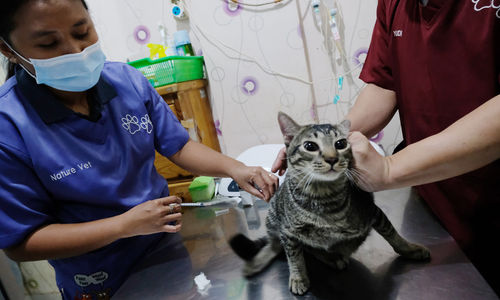 <p>Petugas memberikan vaksin untuk persiapan operasi sterilisasi kucing di Klinik Hewan, kawasan Tebet, Jakarta Selatan, Senin, 21 September 2020. Dalam rangka menyambut Hari Rabies Sedunia (World Rabies Day) pada 28 September dan untuk menekan pertambahan populasi kucing liar, Suku Dinas Ketahanan Pangan, Kelautan, dan Pertanian (KPKP) Jakarta Selatan bekerjasama dengan sejumlah klinik hewan menggelar sterilisasi kucing dan vaksinasi rabies gratis. Foto: Ismail Pohan/TrenAsia</p>
