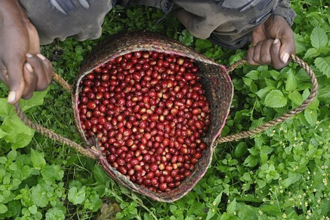 petani kopi 
