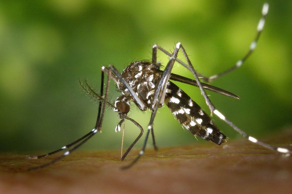 Simak Cara Kerja Nyamuk Wolbachia dalam Pengendalian Demam Berdarah