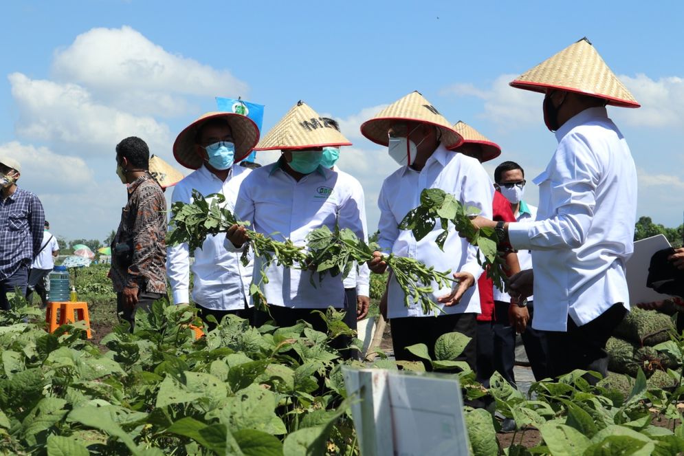 Menteri Koperasi dan UMKM Teten Masduki dan jajaran pimpinan PTPN X dan anak usahanya saat panen edamame.