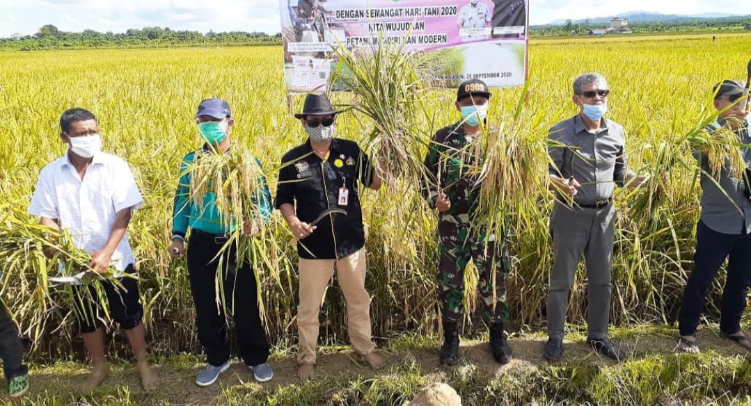 Saat panen padi di Kabupaten Kutai Kartanegara