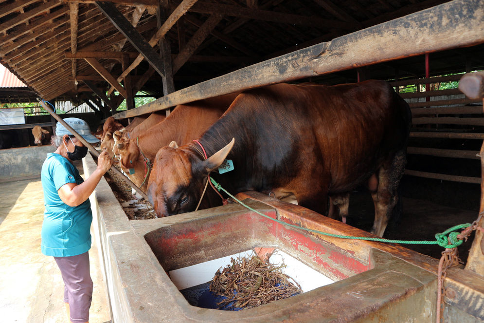 Rutinitas Sarjilah sedang memberi pakan sapi berlokasi di Desa Astomulyo, Lampung Tengah, Jumat(2/10/2020).