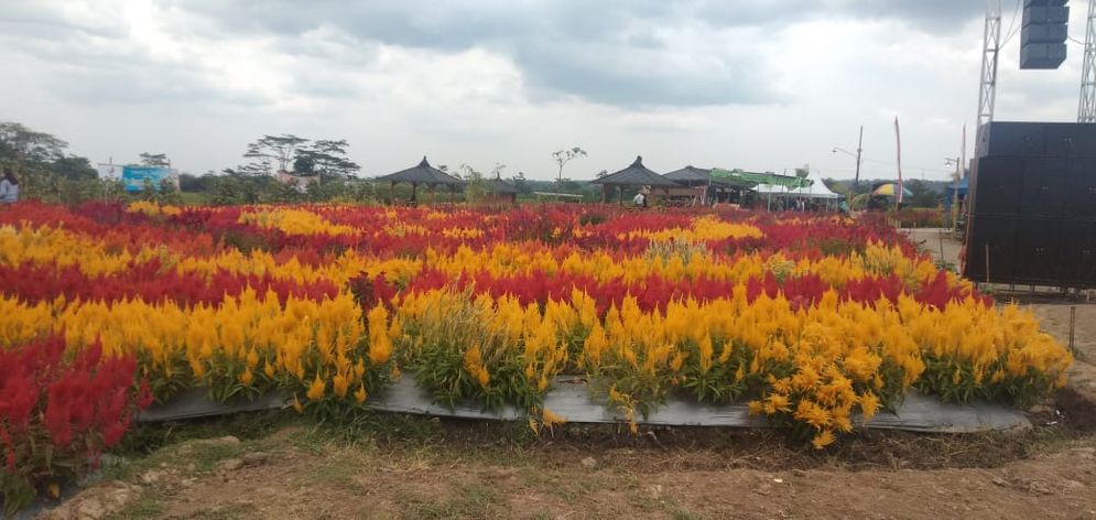 Taman bunga celosia desa Dawung, Matesih, Karanganyar