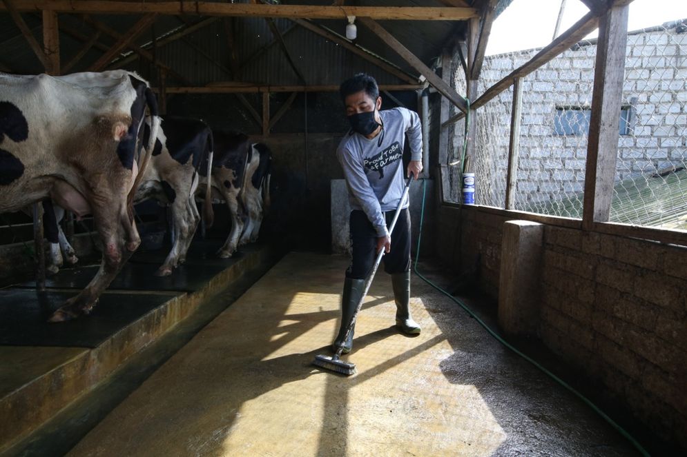 Peternak sapi perah binaan Frisian Flag Indonesia (FFI) sedang membersihkan kandangnya. Kebersihan kandang penting dilakukan untuk menjaga kualitas dan kuantitas susu sapi. 