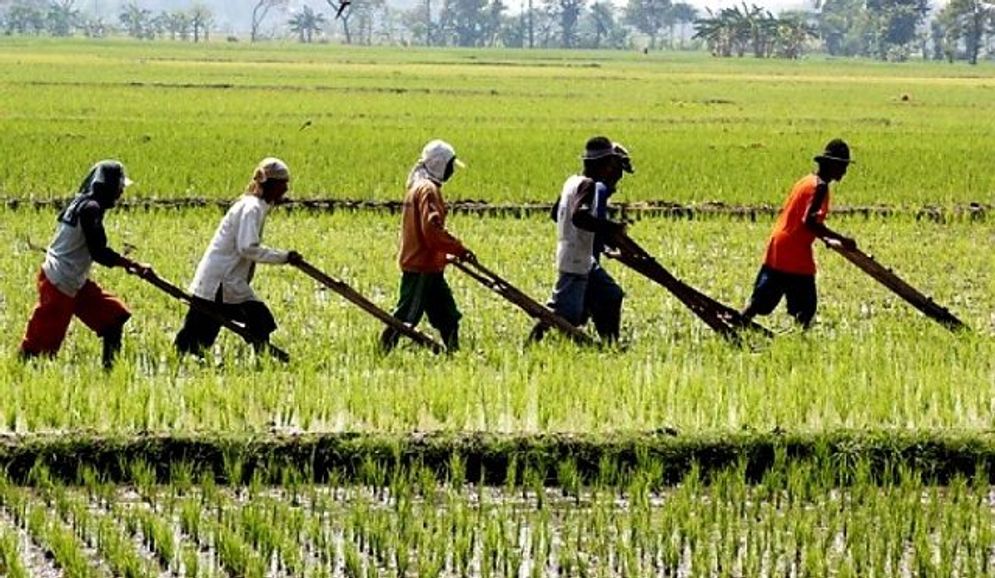 Petani di Jatim tengah bekerja di sawahnya.