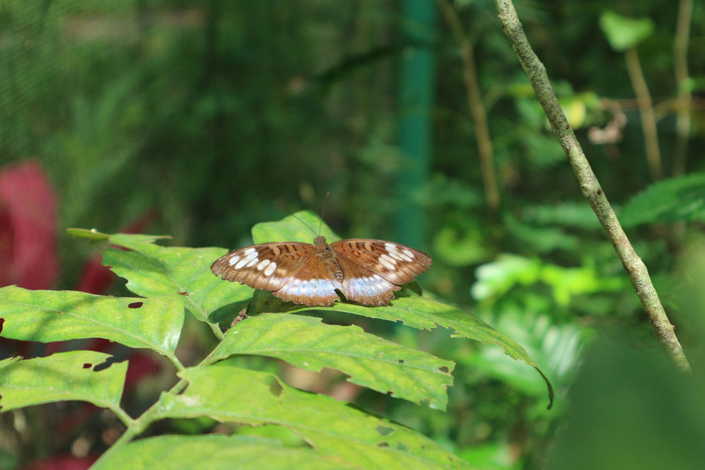 Kupu-kupu jenis Arhopala pseudocentaurus salah satu spesies kupu-kupu di TKKGP.