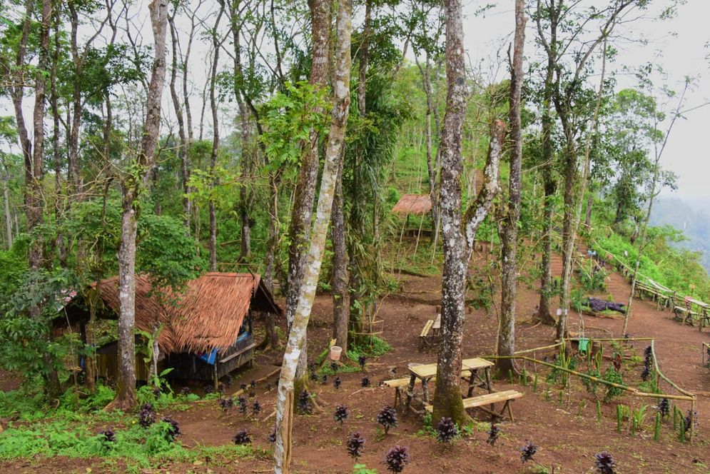 Kawasan hutan di Desa Bojongkondang, Kecamatan Langkaplancar, Kabupaten Pangandaran.