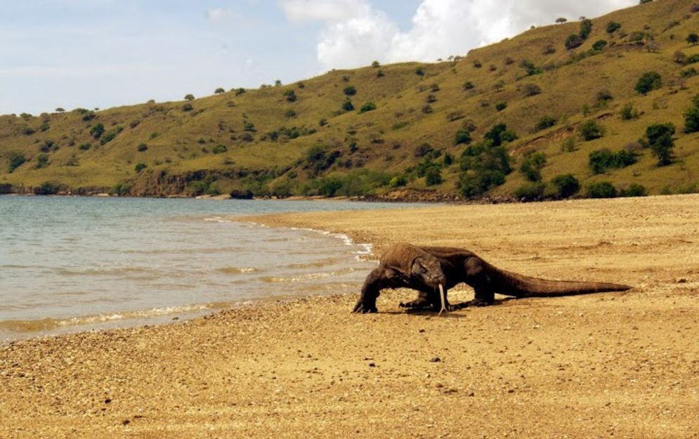 komodo