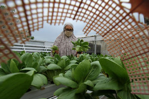 <p>Sutriani Kamal mengecek tanaman hidroponik di kebunnya yang berada di atas atap rumahnya kawasan Sudimara Barat, Kecamatan Ciledug, Tangerang Selatan, Rabu, 14 Oktober 2020.  Berkat ketelatenannya membudidayakan sayuran, Sutriani bersama suaminya sukses meraup untung dari hasil panen sayuran hidroponik sekitar Rp 5 juta setiap bulannya. Hasil panen yang hanya dipasarkan sekitaran lingkungan dan para UMKM di Kecamatan Ciledug sangat membantu perekonomian keluarganya dimasa pandemi. Pembeli dapat memanen atau memilih sendiri sayuran yang diinginkan dengan harga yang terjangkau Rp4 ribu per ikatnya. Foto: Panji Asmoro/TrenAsia</p>
